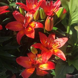 Meet your Posher, Jackie